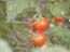 tomatoes_of_the_arava_israel