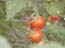 tomatoes_of_the_arava_israel