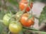 tomatoes_of_the_arava_israel_1