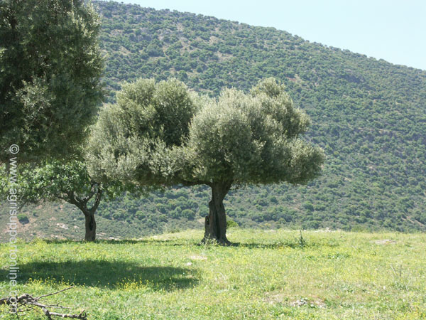 2004_olive_tree_ in_the_galilee_israel