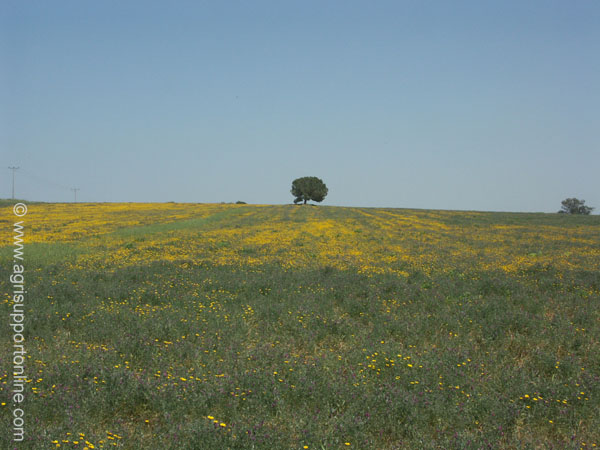 2004_pine_tree_ramot_menashe_israel