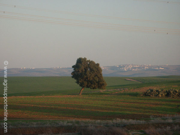 2004_the_negev_israel