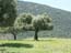 2004_olive_tree_ in_the_galilee_israel