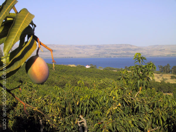 2001_amango_and_the_sea_of_galilee_israel