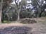 2001_greece_corfu_olive_trees