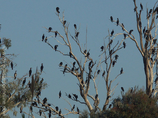 2004_birds_in_the_jordan_valley_israel