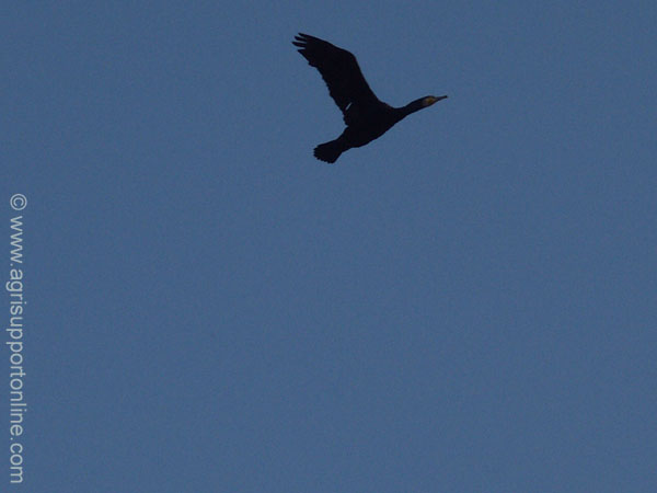 2004_birds_in_the_jordan_valley_israel_1