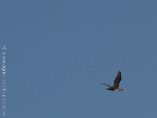 2004_birds_in_the_jordan_valley_israel_2