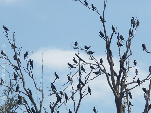 2004_birds_in_the_jordan_valley_israel_3