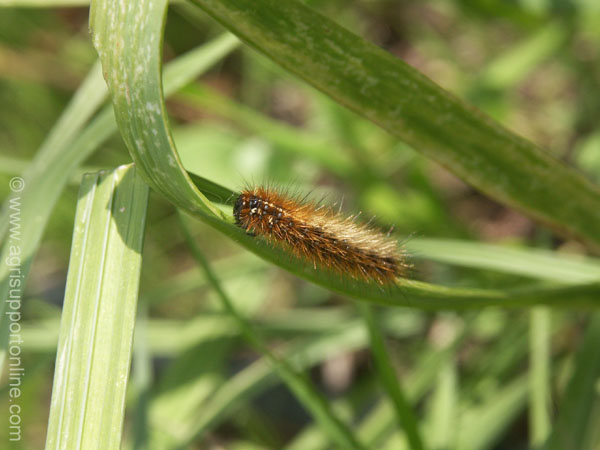 2004_caterpillar_israel