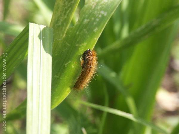 2004_caterpillar_israel_2