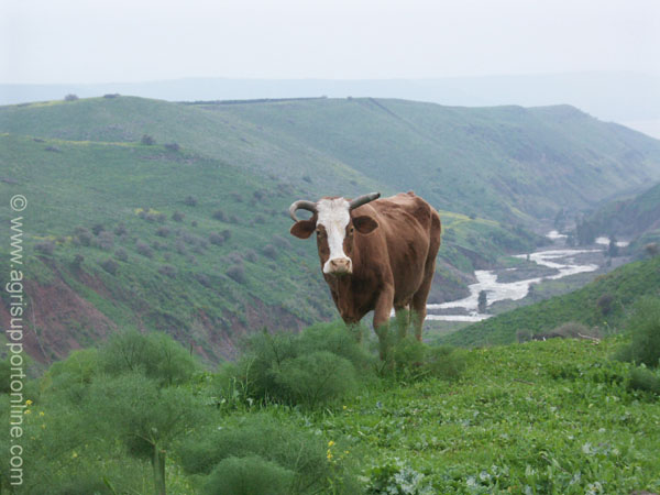 2004_cow_the_jordan_river_israel