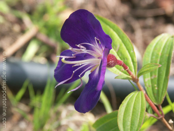 2004_flower_israel