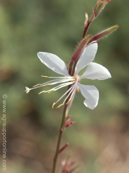 2004_flower_israel_1