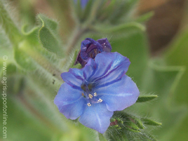 2004_flowers_isarel