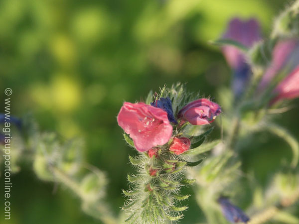 2004_flowers_of_the_galillee_israe_1