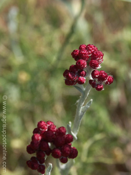 2004_flowers_of_the_galillee_israe_10