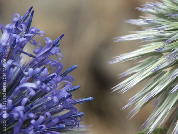 2004_flowers_of_the_galillee_israe_11
