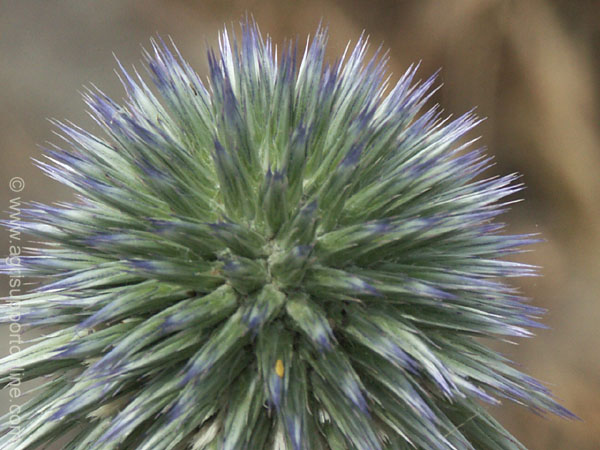 2004_flowers_of_the_galillee_israe_12