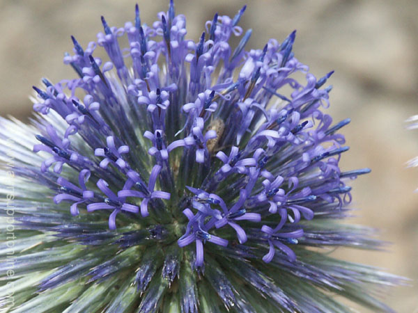2004_flowers_of_the_galillee_israe_13
