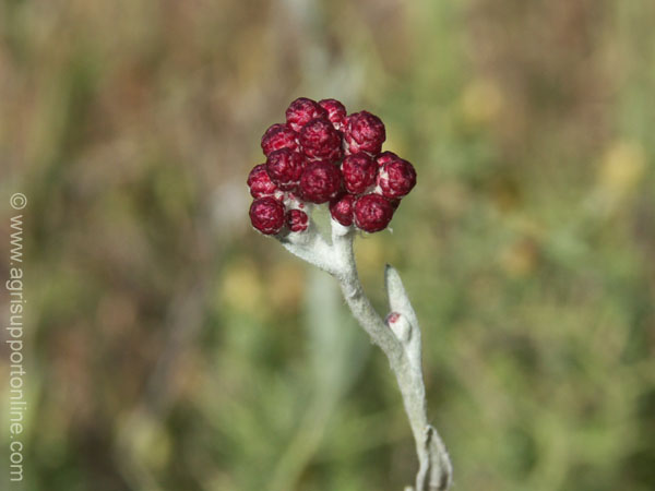 2004_flowers_of_the_galillee_israe_16