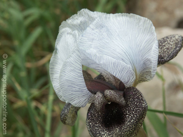2004_flowers_of_the_galillee_israe_3
