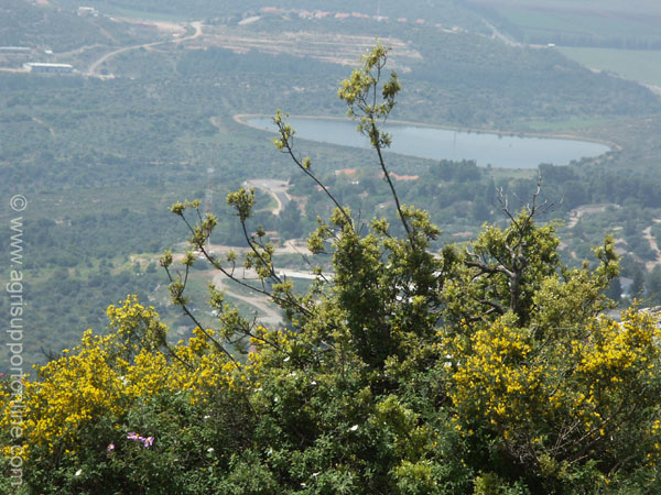 2004_flowers_of_the_galillee_israe_4