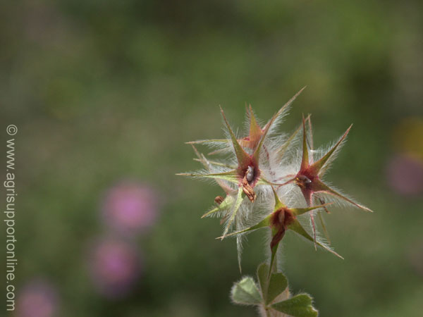 2004_flowers_of_the_galillee_israe_5