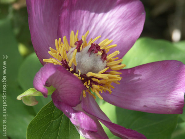 2004_flowers_of_the_galillee_israe_6
