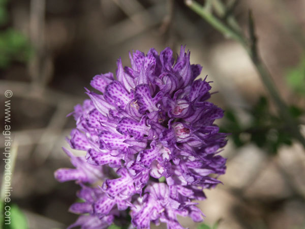 2004_flowers_of_the_galillee_israe_7