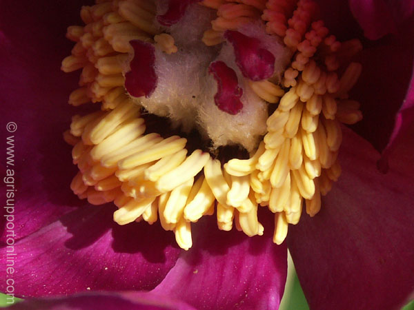 2004_flowers_of_the_galillee_israe_8