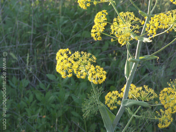 2004_flowers_of_the_galillee_israel