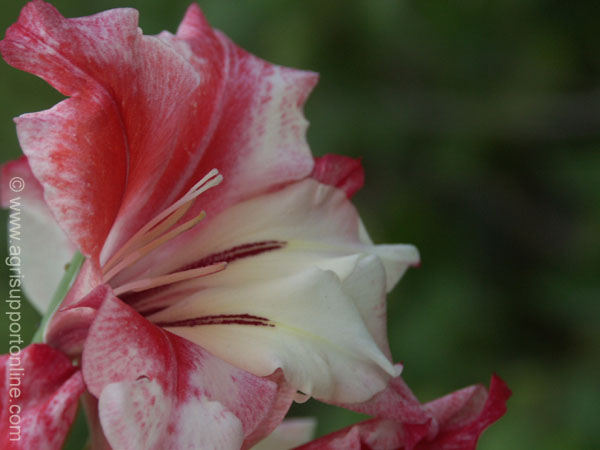 2004_gladiola_flower_israel