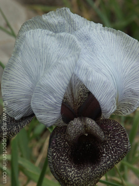 2004_golan_iris_israel