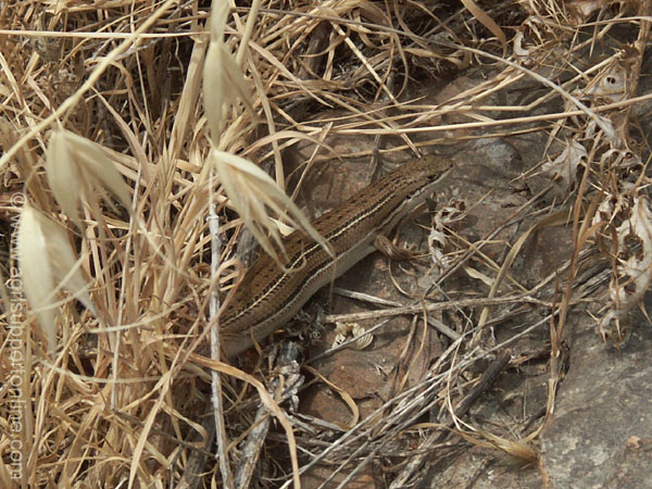 2004_lizard_israel