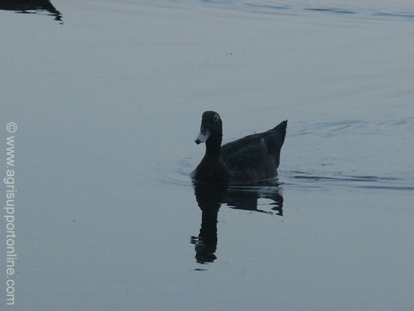 2004_sea_of_galilee_4