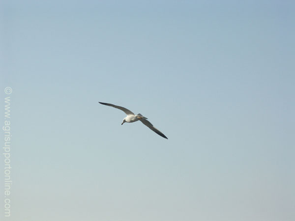 2004_seagull_israel