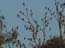 2004_birds_in_the_jordan_valley_israel