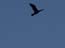 2004_birds_in_the_jordan_valley_israel_1