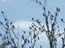 2004_birds_in_the_jordan_valley_israel_3