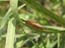 2004_caterpillar_israel