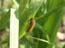 2004_caterpillar_israel_2