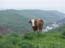 2004_cow_the_jordan_river_israel