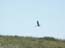 2004_flight_of_the_stork_ramot_menashe_israel