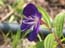 2004_flower_israel