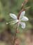 2004_flower_israel_1