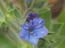 2004_flowers_isarel