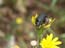2004_flowers_israel