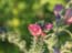 2004_flowers_of_the_galillee_israe_1