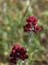 2004_flowers_of_the_galillee_israe_10